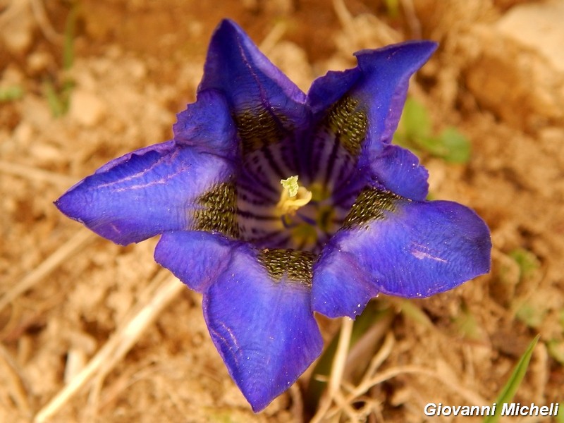 Genziana da ID